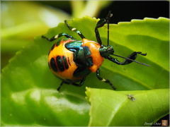 Eocanthecona concinna