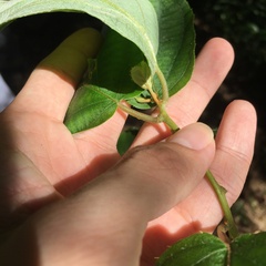 Actinidia latifolia