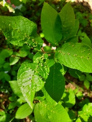 Eriophyes padi