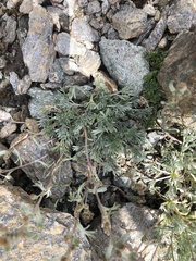 Artemisia umbelliformis