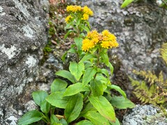 Solidago spithamaea