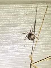 Euryopis funebris