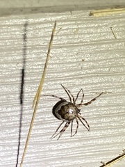 Euryopis funebris
