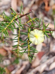 Acacia echinula