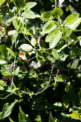 Cynanchum natalitium