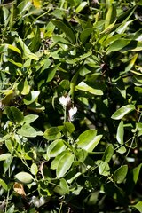 Cynanchum natalitium