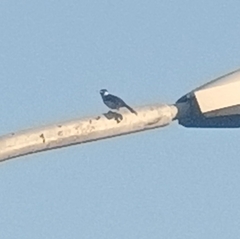 Pycnonotus aurigaster