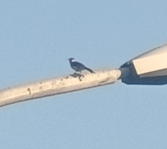 Pycnonotus aurigaster