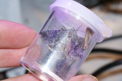 Syngrapha viridisigma