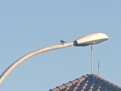 Pycnonotus aurigaster