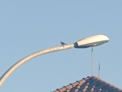 Pycnonotus aurigaster