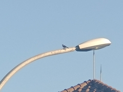 Pycnonotus aurigaster