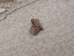 Calledapteryx dryopterata