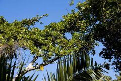 Ficus natalensis