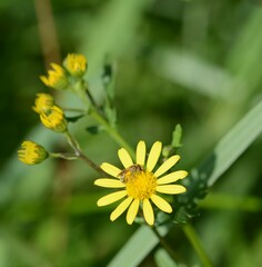 Halictus subauratus