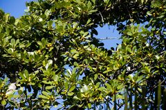 Ficus natalensis