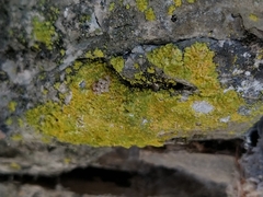 Leproplaca xantholyta