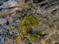 Leproplaca xantholyta