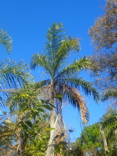 Dypsis madagascariensis