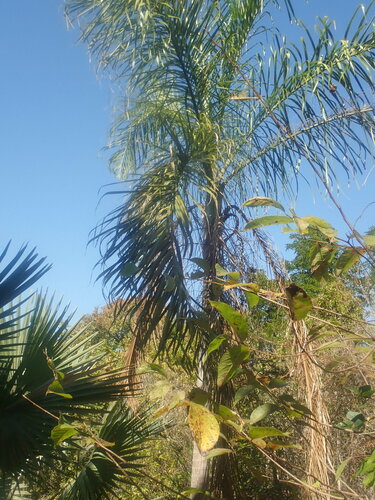 Dypsis madagascariensis D.T.Fish