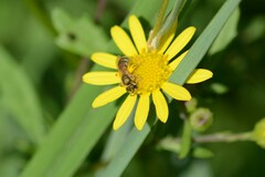 Halictus subauratus