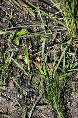 Hypoxis angustifolia