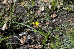 Hypoxis angustifolia