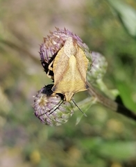 Carpocoris purpureipennis