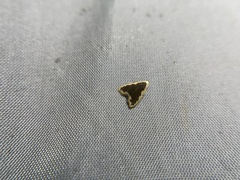 Diduga taiwana