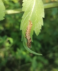 Melanchra persicariae