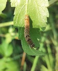 Melanchra persicariae
