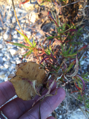 Oenothera macrocarpa