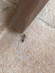 Cataglyphis nodus