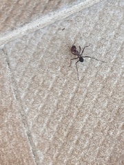 Cataglyphis nodus