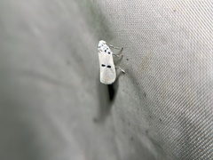 Comocritis albicapilla