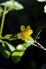 Ochna arborea