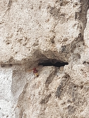 Vespa orientalis