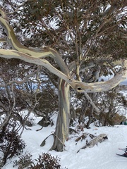 Eucalyptus pauciflora niphophila