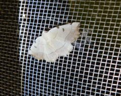 Eilicrinia trinotata