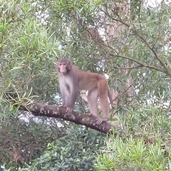 Macaca mulatta