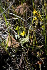 Utricularia prehensilis
