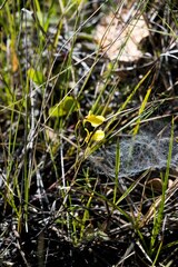 Utricularia prehensilis