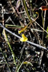 Utricularia prehensilis