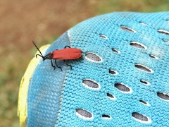 Lygistopterus anorachilus