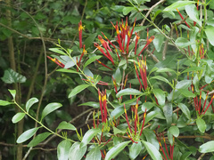 Agelanthus gracilis