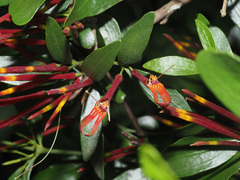 Agelanthus gracilis