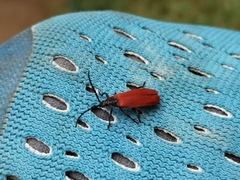 Lygistopterus anorachilus