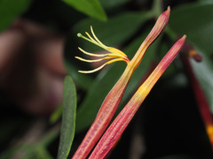 Agelanthus gracilis