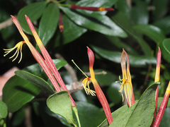 Agelanthus gracilis