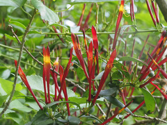 Agelanthus gracilis